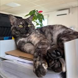Clinique Vétérinaire de Beaufeu, Roézé-sur-Sarthe - Horaires d'ouverture