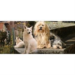 Coup Epil Dog, Giromagny - Horaires d'ouverture