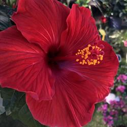 Les Plantes du Soleil, Cavalaire-sur-Mer - Horaires d'ouverture
