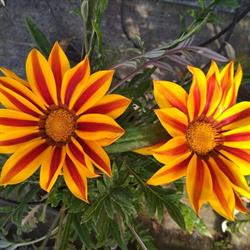 Massemin Horticulture Earl, Saint-Andiol - Horaires d'ouverture