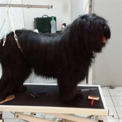 La Maison du Chien, Saint-Just-Saint-Rambert - Horaires d'ouverture