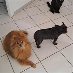 Pension Amour de Chiens, Saint-Mitre-les-Remparts - Horaires d'ouverture