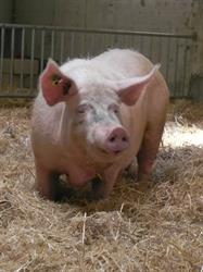 Au Cochon Gourmet, Murviel-lès-Béziers - Horaires d'ouverture