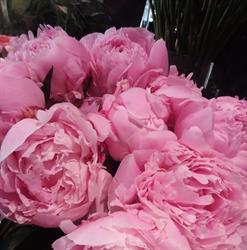 L'HIBISCUS, Vern-sur-Seiche - Horaires d'ouverture