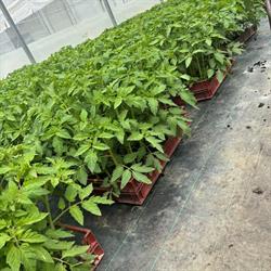 Viret / Ramel - Le Col Fleuri - plants - producteur fruits et légumes, Marcellaz-Albanais - Horaires d'ouverture
