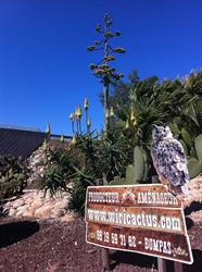 Wiri-Cactus, Bompas - Horaires d'ouverture