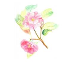 Les Jardins de Champ Rose, Saint-Laurent-de-Belzagot - Horaires d'ouverture