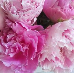Follie's Fleurs, Artisan Fleuriste Carcassonne, - Horaires d'ouverture