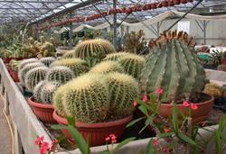 Cactus Estérel, Bagnols-en-Forêt - Horaires d'ouverture