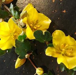 Art'fleurs, Valenciennes - Horaires d'ouverture