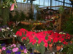 Jardinerie Seurin, Saint-Savin - Horaires d'ouverture