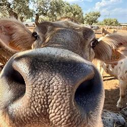 Le Bœuf sur le Quai d'Agrippa, Fréjus - Horaires d'ouverture