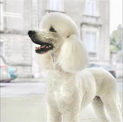 STYL CANIN, Vannes - Horaires d'ouverture