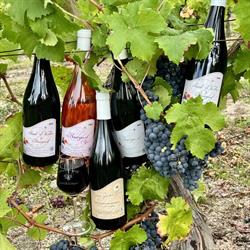Domaine Christian Pantaléon Earl, Saint-Nicolas-de-Bourgueil - Horaires d'ouverture