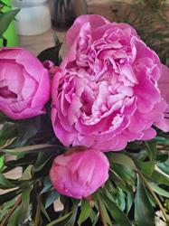 Secrets de Fleurs, Ploeren - Horaires d'ouverture