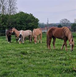 Centre Equestre du Vimeu, Friville-Escarbotin - Horaires d'ouverture