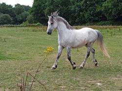 Centre Equestre Poney Club Ucpa Quimper - Horaires d'ouverture