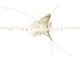 Roni Fleurs - Juan les Pins, Antibes - Horaires d'ouverture