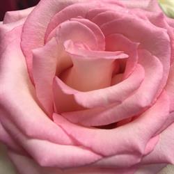 A Fleur de Pot, Brignais - Horaires d'ouverture