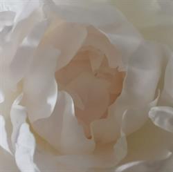 Le Temps D'une Fleur, Saint-Germain-du-Plain - Horaires d'ouverture