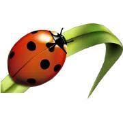 Coccinelle Fleurs, Seurre - Horaires d'ouverture