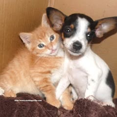 DOG'S CITY, Saint-Nauphary - Horaires d'ouverture