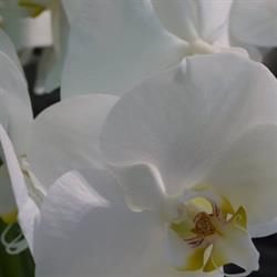 Glycine - Réseau Florajet, Orvault - Horaires d'ouverture