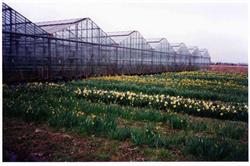 Toulouse Roses Production, Daux - Horaires d'ouverture
