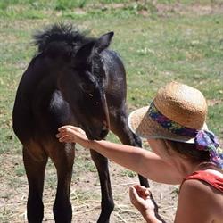 Poney Club de la Pierre Bleue, Vay - Horaires d'ouverture