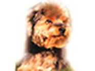 Mod'canine, Hennebont - Horaires d'ouverture