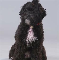 Comme Chiens Et Chats, Bourg-en-Bresse - Horaires d'ouverture