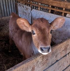 Sarl de Montberthoud (ferme Lespinasse), Savigneux - Horaires d'ouverture