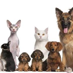 Clinique veterinaire fabella, Antibes - Horaires d'ouverture