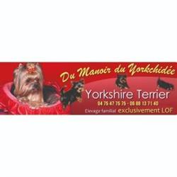 Élevage Yorkshire Terrier, chiots Yorkshire disponibles - Du Manoir du Yorkchidée, Saint-Laurent-en-Royans - Horaires d'ouverture