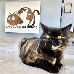 CATS COIN DU MONDE, Murviel-lès-Béziers - Horaires d'ouverture