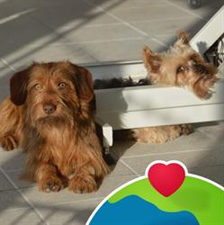Elegance Canine, Chaumes-en-Retz - Horaires d'ouverture