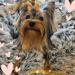 Le Chien Mignon, Le Coudray - Horaires d'ouverture