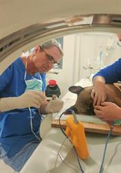 CLINIQUE VETERINAIRE DOMITIA, Béziers - Horaires d'ouverture