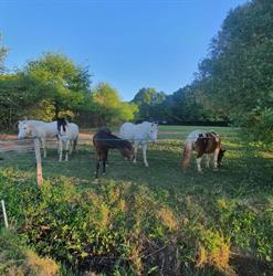 Poney Club des Fontaines, Grandchamps-des-Fontaines - Horaires d'ouverture