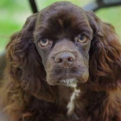 Le Monde Des Chiens-Harmonie Animaux, Coutras - Horaires d'ouverture