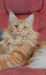Elevage de maine coon - Chatterie des Wabanaki's, Belleville - Horaires d'ouverture