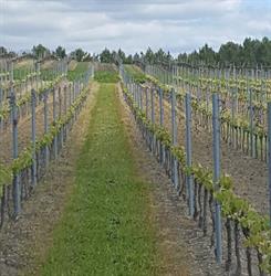 SCEA VIGNOBLES PERRUCHON, Saint-Mariens - Horaires d'ouverture