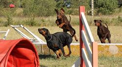 Centre Canin La Grignande, Aubord - Horaires d'ouverture