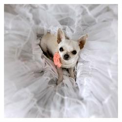 Aux 6 Os d'Or, salon de toilettage chien et chat sur Toulouse, - Horaires d'ouverture