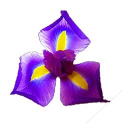 Fleurs aux Iris, Auriol - Horaires d'ouverture