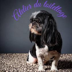 Atelier du Toilettage, Brindas - Horaires d'ouverture