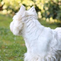 Toilettage Au Bonheur des Chiens, Châtillon-sur-Chalaronne - Horaires d'ouverture
