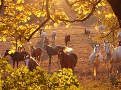les Chevaux du Verdon, Artignosc-sur-Verdon - Horaires d'ouverture