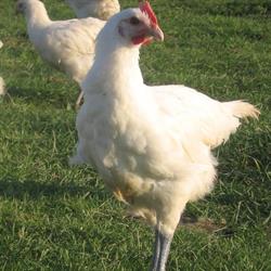 La Ferme Josserand, Mantenay-Montlin - Horaires d'ouverture