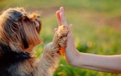 LES ANIMAUX DE COMPAGNIE, Bourg-en-Bresse - Horaires d'ouverture